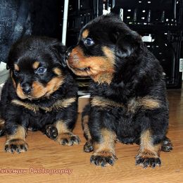 Black and Tan Coonhound and Rottweiler Puppies from Vom Heldenhaft Rottweilers
