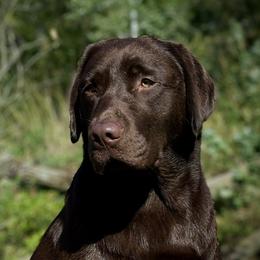 Tinder - Labrador Retriever