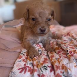 Bunny Slopes - Red  female Goldendoodle puppy in Gilbert, Arizona from Sunny Doodles