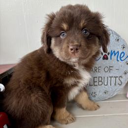 Dasher - Red tri male Miniature Australian Shepherd puppy in Nashville, Tennessee from Little B’s Aussies