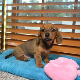 Scarlett - Cream female Dachshund puppy in Pearland, Texas from Texas Dachshund Dreams