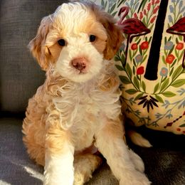 Josie - Yellow and white female Bernedoodle puppy in Willacoochee, Georgia from Kitandkboodle's Doodles