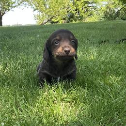 Dachshund Puppies from Monroe’s Hillcrest Dachshunds
