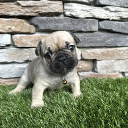 Boy 1 - Black male French Bulldog puppy in Jacksonville, Florida from Jacksonville Frenchies