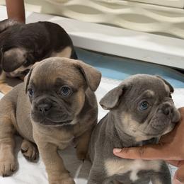 French Bulldog Puppies from Frenchies That