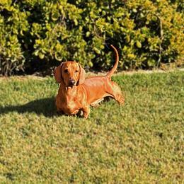 Dachshunds from CasadeWeens