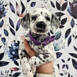 Easy Bake Oven - White and black female Dalmatian puppy in Gray, Georgia from Fuller Spots