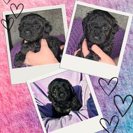 Princess Rosalina - Black female Goldendoodle puppy in Tucson, Arizona from Adored Poodle & Doodles