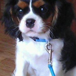 Cavalier King Charles Spaniels from Pine Lake Cavaliers