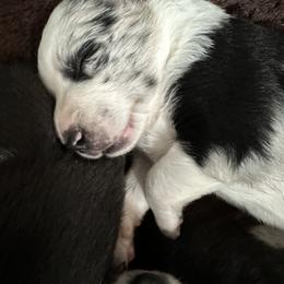 Border Collie Puppies from Roaring River Border Collies