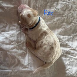 Goldendoodle puppies from Kinzor Kennels