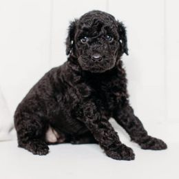 Cockapoos and Goldendoodles from K & L Doodles & Cockapoos