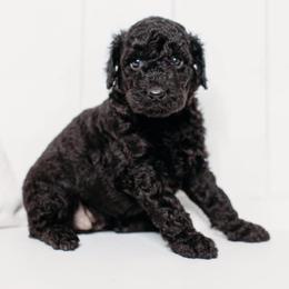 Cockapoos and Goldendoodles from K & L Doodles & Cockapoos