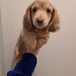 4300.. Isabella based cream - Cream female Dachshund puppy in Winter Haven, Florida from Gateway 2 Little Paws