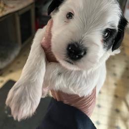 Annie - Parti female Miniature Schnauzer puppy in Port Orchard, Washington from Silver Bells Miniature Schnauzers