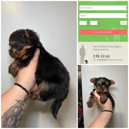Frank - Black and gold male Yorkshire Terrier puppy in Cleveland, Tennessee from Moody’s Morkies and More