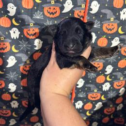 Noelle - Black and red female German Shepherd puppy in Watervliet, Michigan from M&M Shepherd Farms