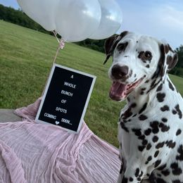 Ella - Dalmatian