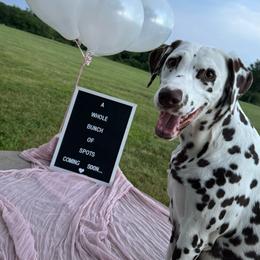 Ella - Dalmatian