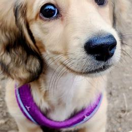Golden Retrievers from Sunwell Golden Retrievers
