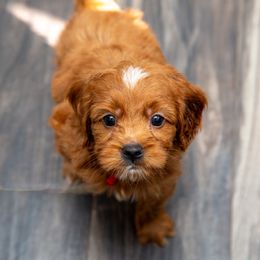 Assorted Doodle Crosses, Aussiedoodle, Golden Aussiedoodle, Goldendoodle, and Sheepadoodle Puppies from Goldendoodledoo Farms