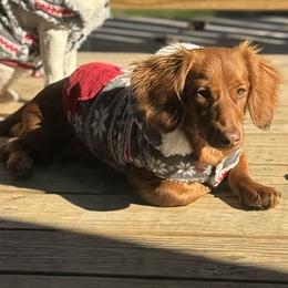 Dachshund All Grown Up from Wiggle Critter Farm