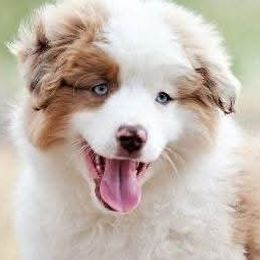 Miniature American Shepherds and Miniature Australian Shepherds from War Eagle Kennel