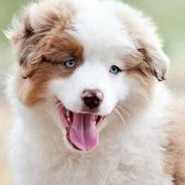 Miniature American Shepherds and Miniature Australian Shepherds from War Eagle Kennel