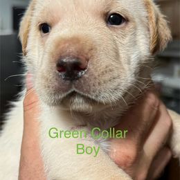 Goldendoodle Puppies from YankeeDoodles