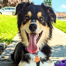 Australian Shepherds from Sage House Pups