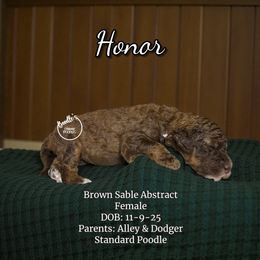 Honor - Brown female Poodle puppy in Pink Hill, North Carolina from Boodle's Standard Poodles