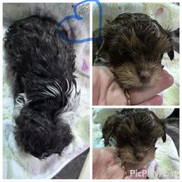Chocolate Parti boy - Parti male Yorkshire Terrier puppy in Tulsa, Oklahoma from Yorker Puppy Palace