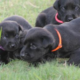 Girl 4th pick - Black female Labrador Retriever puppy in Four Oaks, North Carolina from TLC Retrievers