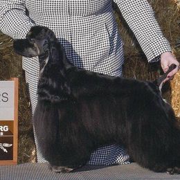 Holly - Cocker Spaniel