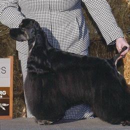 Holly - Cocker Spaniel