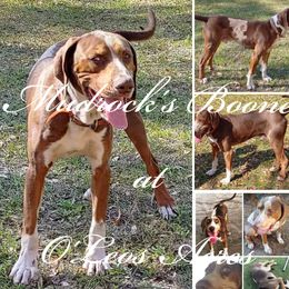 Boone - Catahoula Leopard Dog