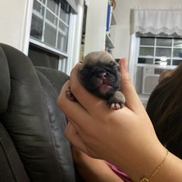 Pug Puppies from Milan Pugs