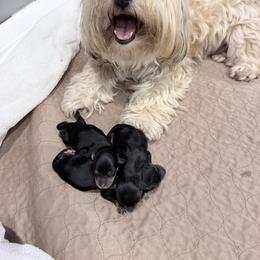 Red Collar - Black and tan male Havanese puppy in Orange, California from Havanese Bragger’s