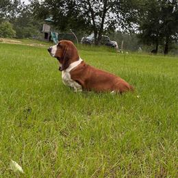 Libby or "Cuddle Bug" - Basset Hound