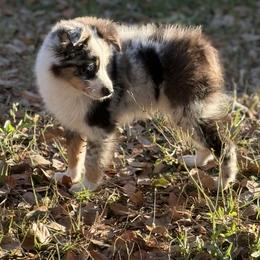 Miniature Australian Shepherd Puppies from Peace Creek Aussies