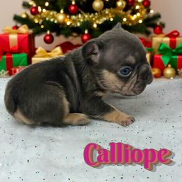 Calliope - Tricolors female French Bulldog puppy in Amarillo, Texas from Bomb City Bulldogs