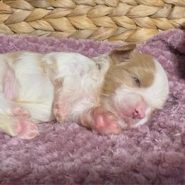Bernie - White male Havanese puppy in Clermont, Florida from Country Sweet Havanese and Creative Coaching