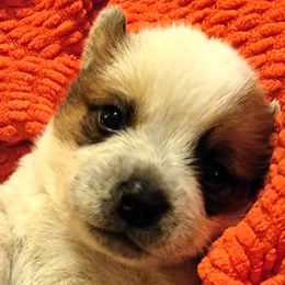 Australian Cattle Dog Puppies from Miller Australian Cattle Dogs