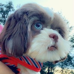 Jasp - Shih Tzu