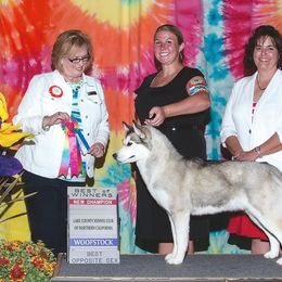 Siberian Husky Puppies from Pachodi Kennels