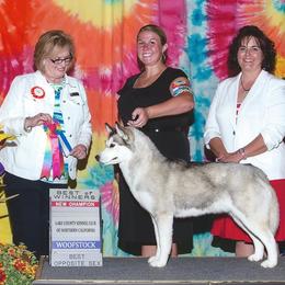 Siberian Husky Puppies from Pachodi Kennels