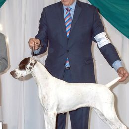 German Shorthaired Pointers from Red Laurel