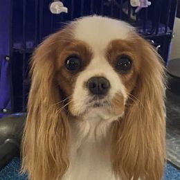 Cavalier King Charles Spaniels from Riverleigh Cavaliers