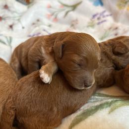 Fisher - Red  male Goldendoodle puppy in Lillington, North Carolina from Peace, Love, and Puppies at the Creek