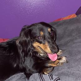 Sissy - Dachshund